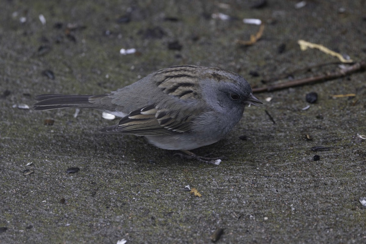 Dark-eyed Junco x White-throated Sparrow (hybrid) - ML560004641