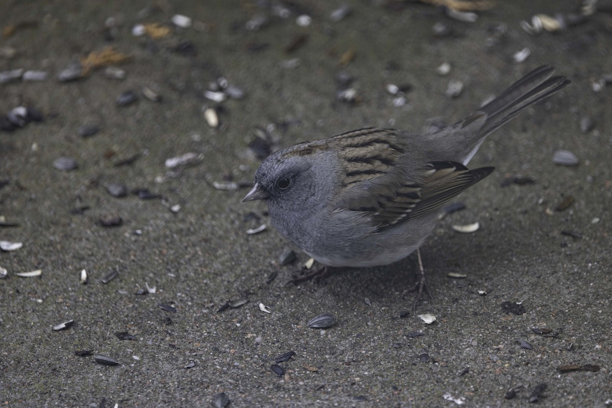 Dark-eyed Junco x White-throated Sparrow (hybrid) - ML560004651
