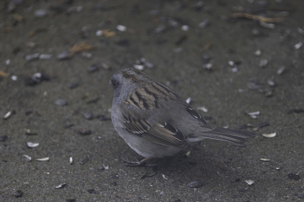 Dark-eyed Junco x White-throated Sparrow (hybrid) - ML560004661