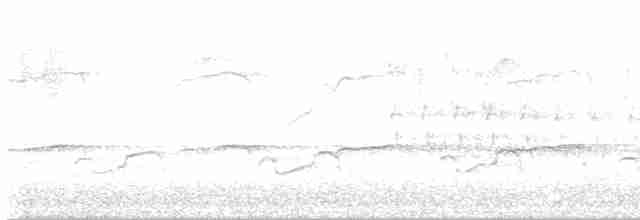 Fischadler (carolinensis) - ML560006651