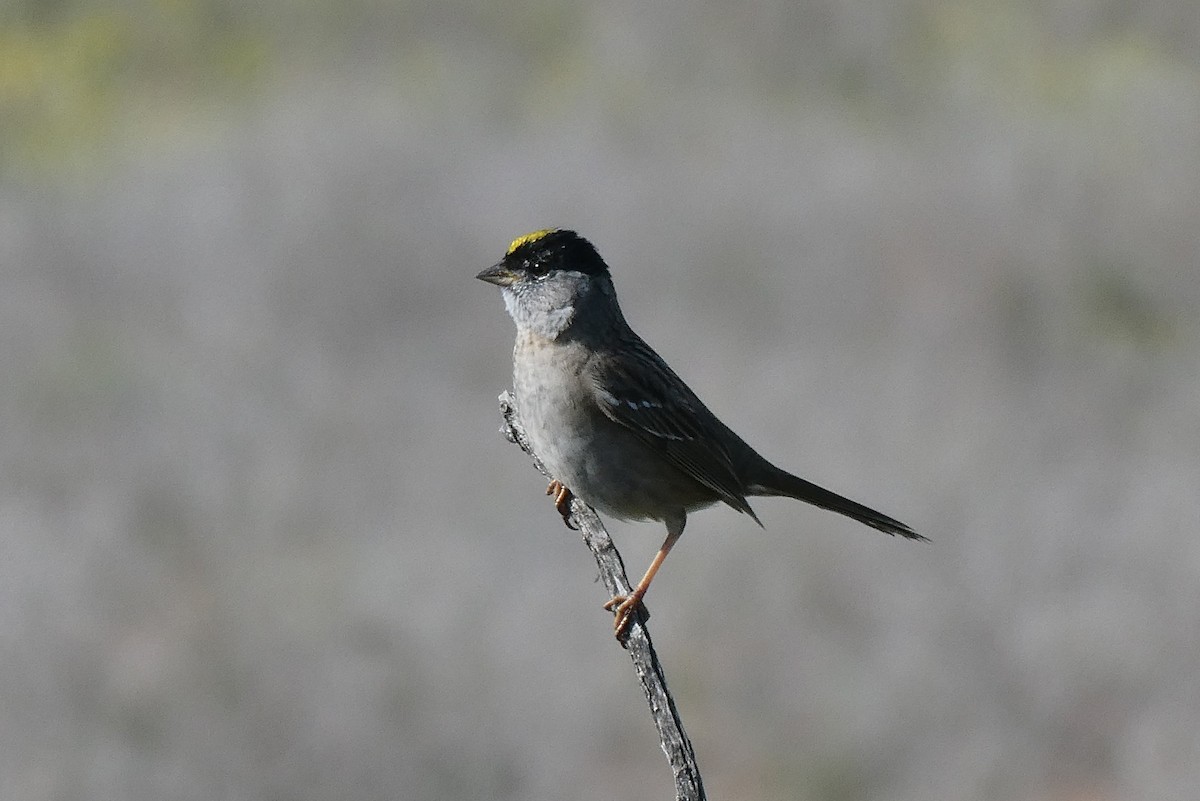 Golden-crowned Sparrow - ML560008411