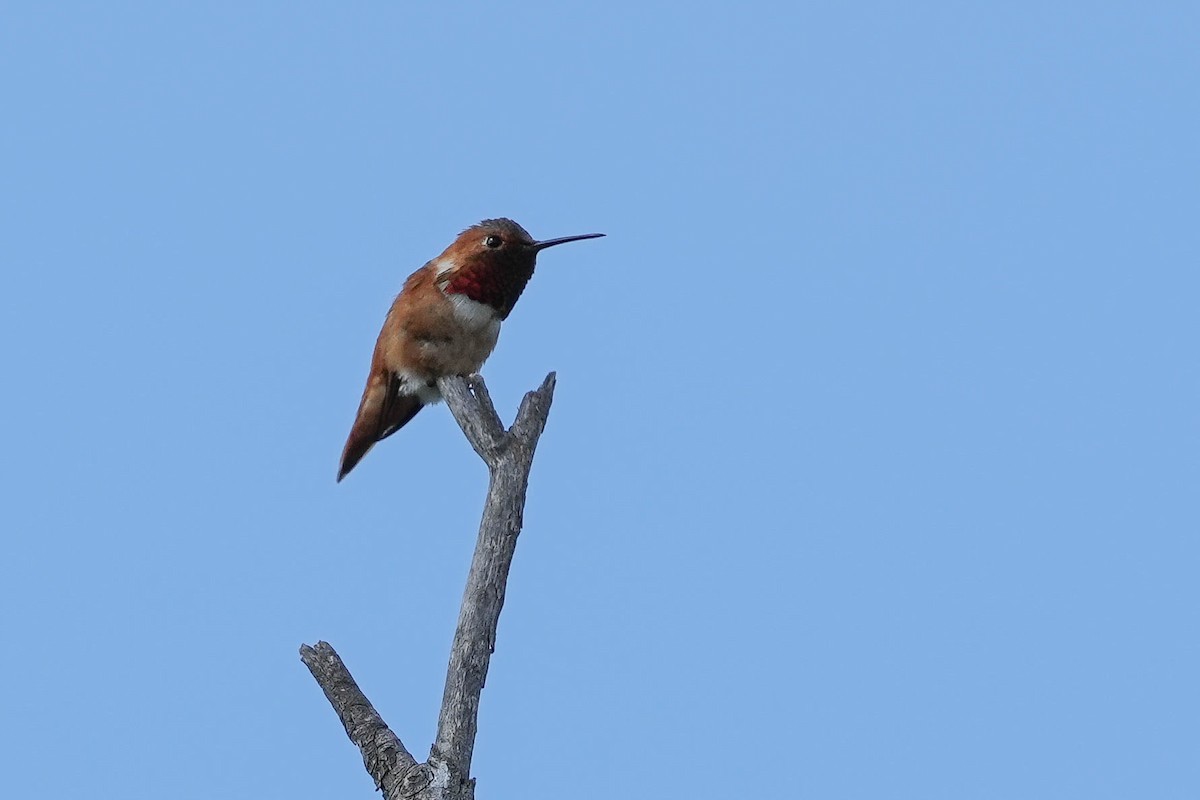 Allen's Hummingbird - ML560011371