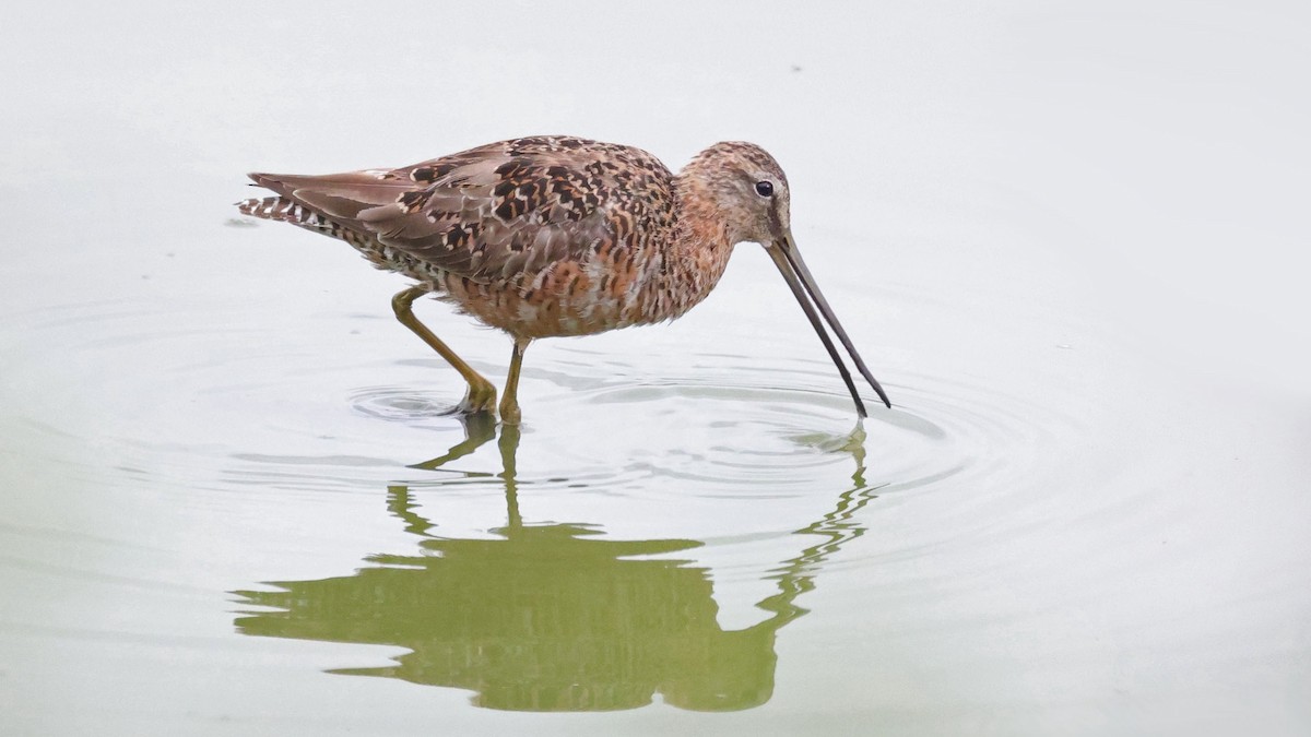 Long-billed Dowitcher - ML560015461