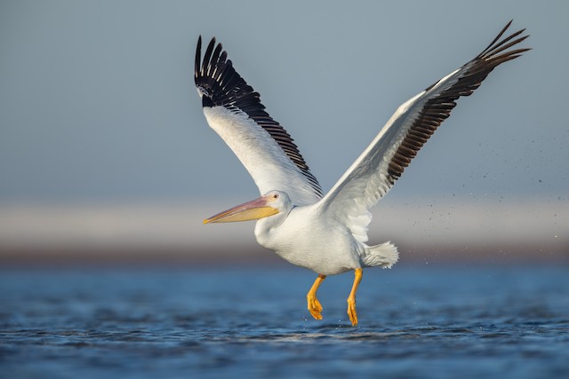 Martinet de Cochinchine - eBird