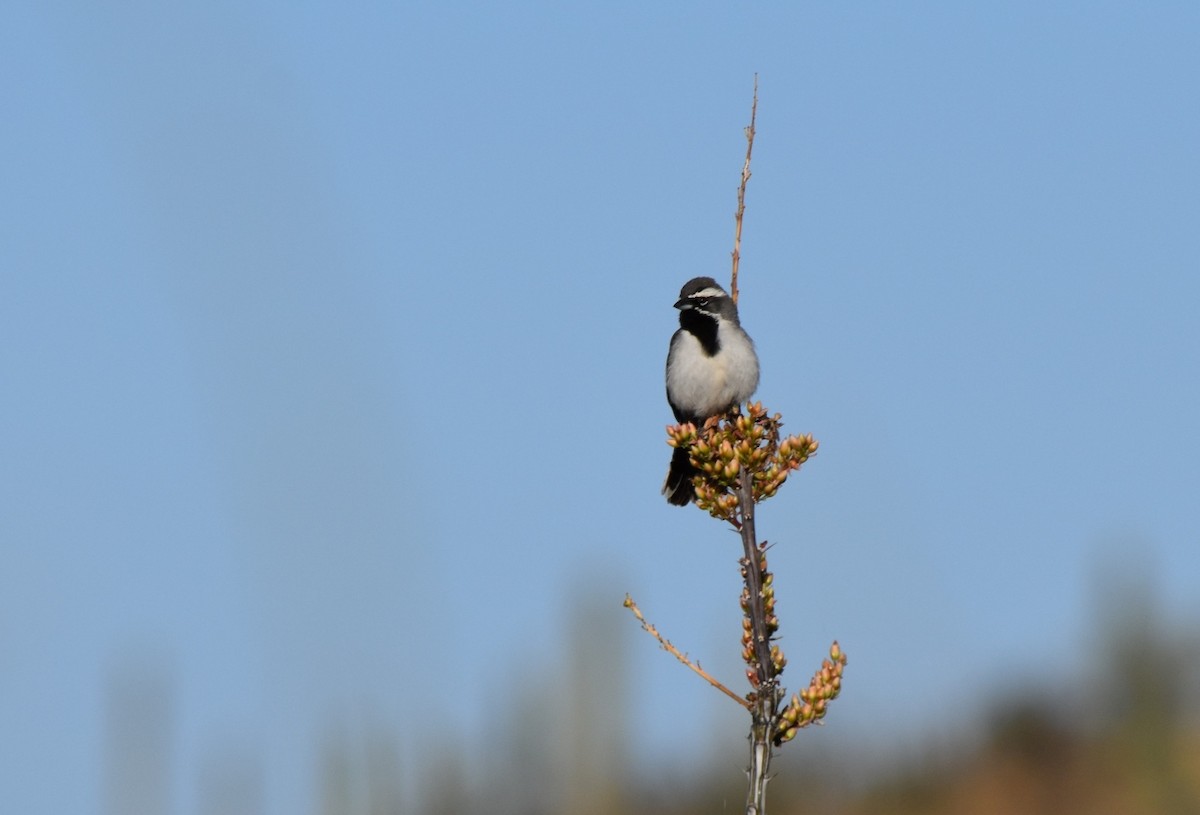 Black-throated Sparrow - ML560020771