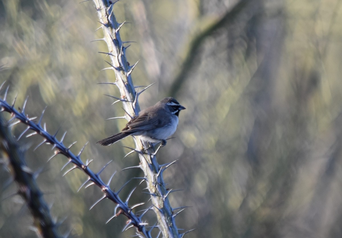 Black-throated Sparrow - ML560020781
