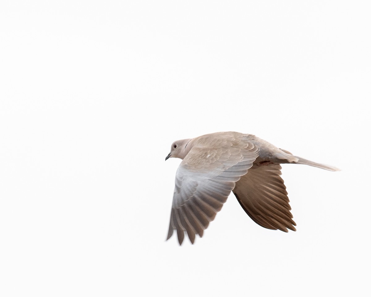 Eurasian Collared-Dove - ML560022701