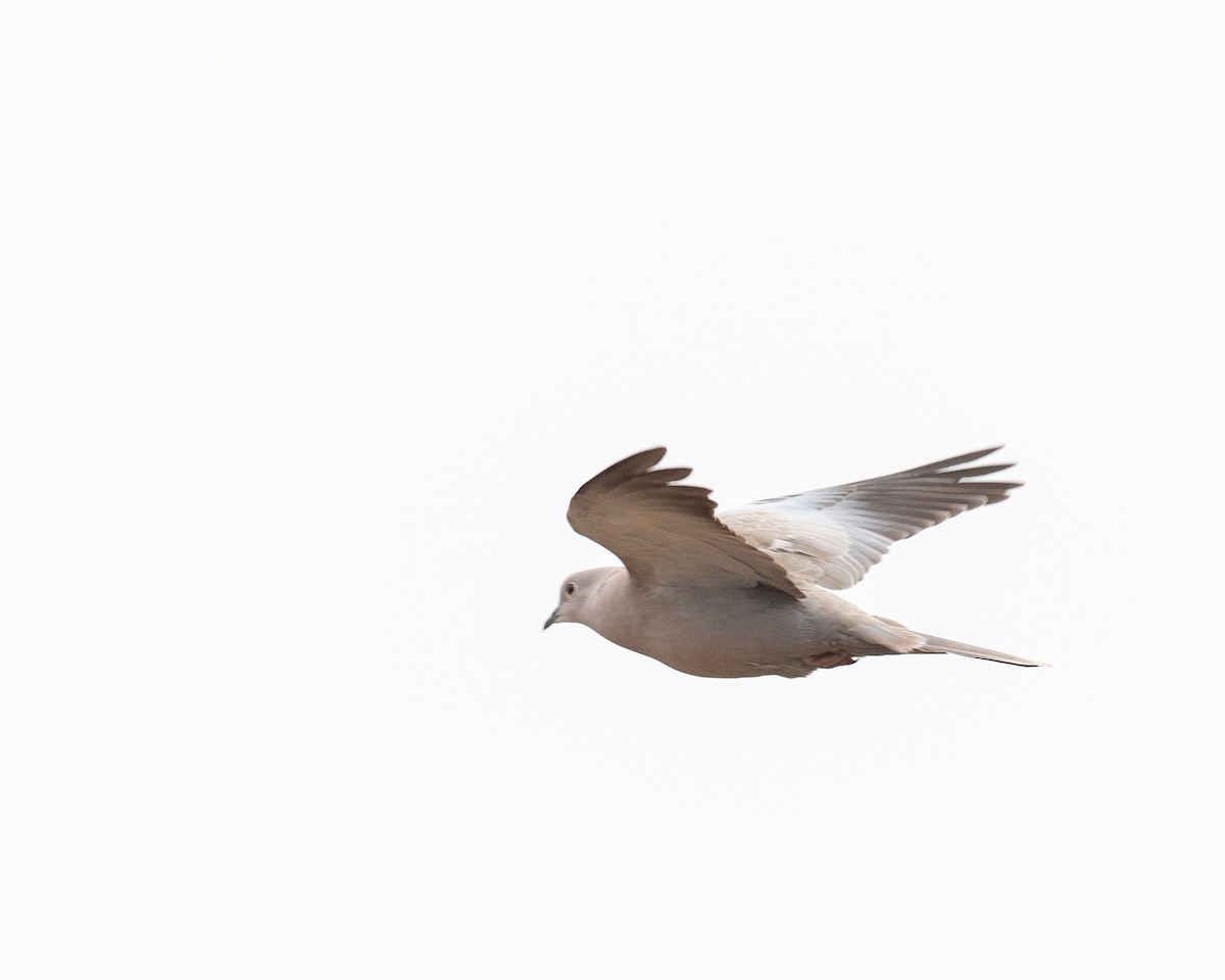 Eurasian Collared-Dove - ML560022711