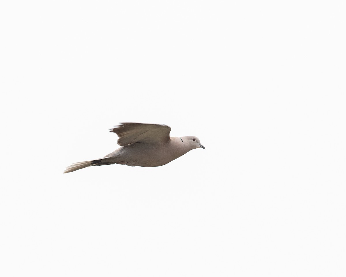 Eurasian Collared-Dove - ML560022731