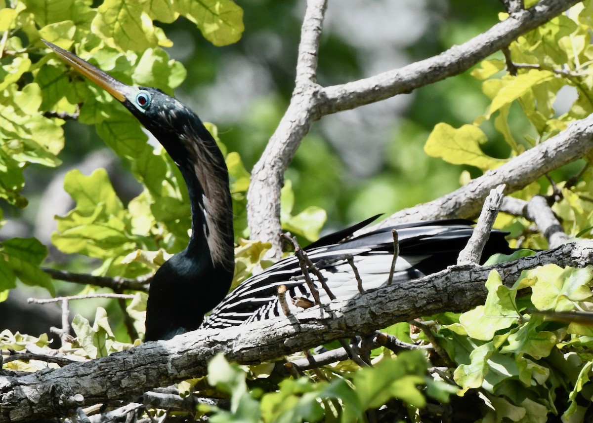 eBird Checklist - 19 Apr 2023 - UT Southwestern Medical Center ...