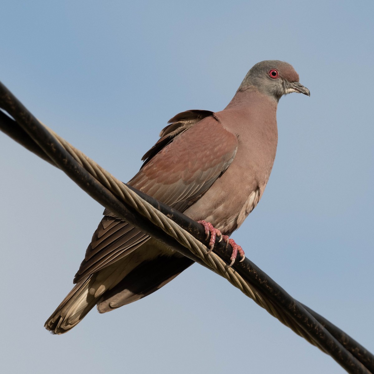 Pale-vented Pigeon - ML560025481