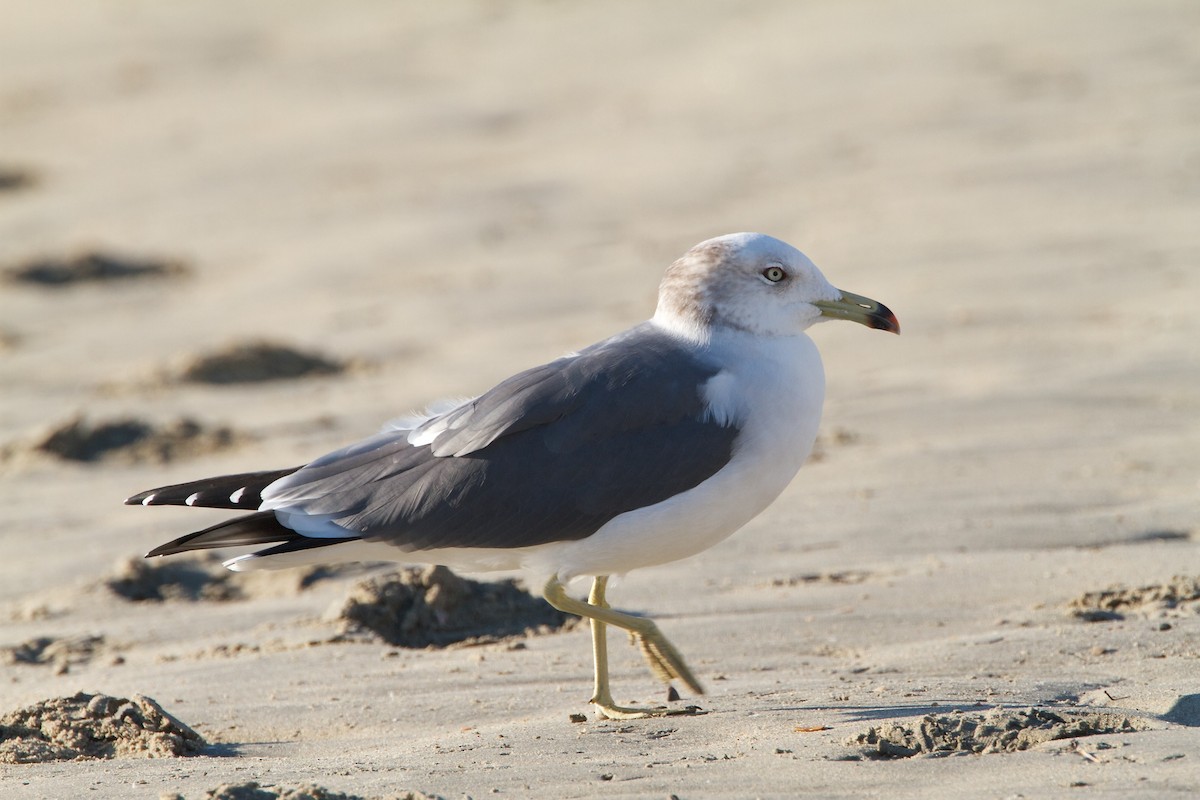 Black-tailed Gull - ML560036711