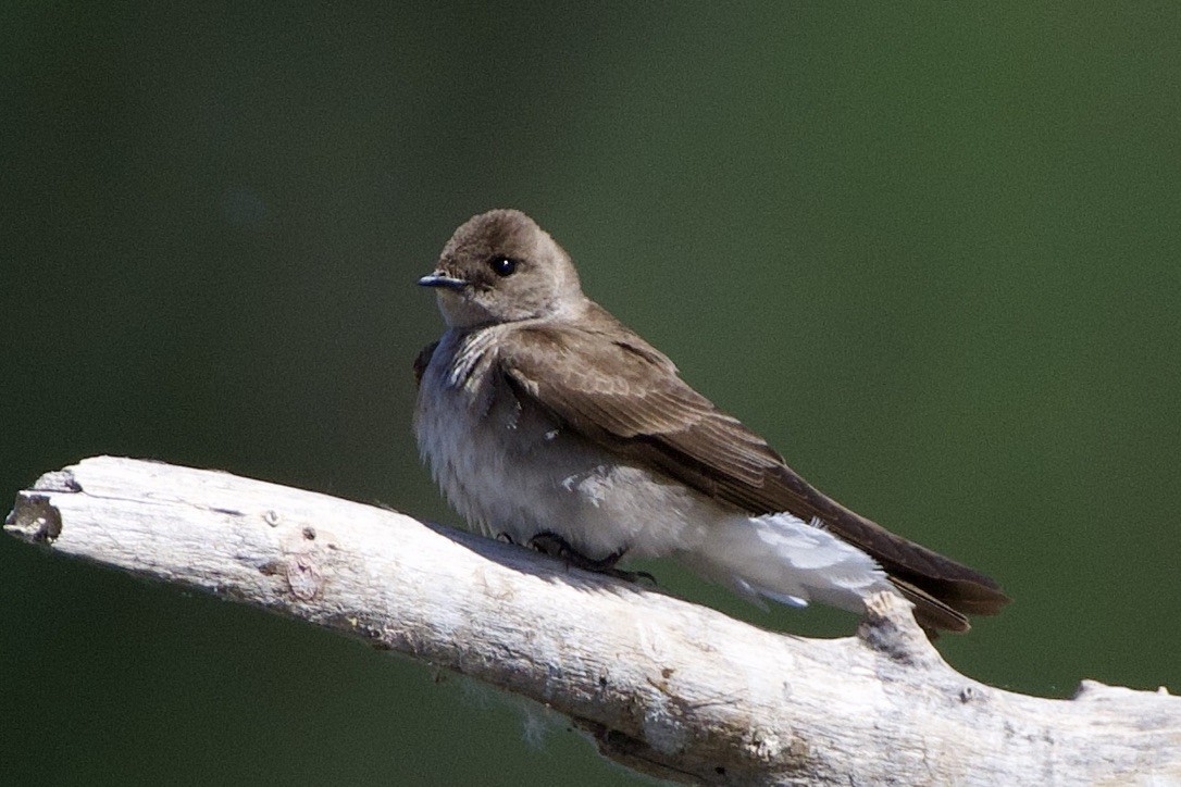 Northern Rough-winged Swallow - ML560038241