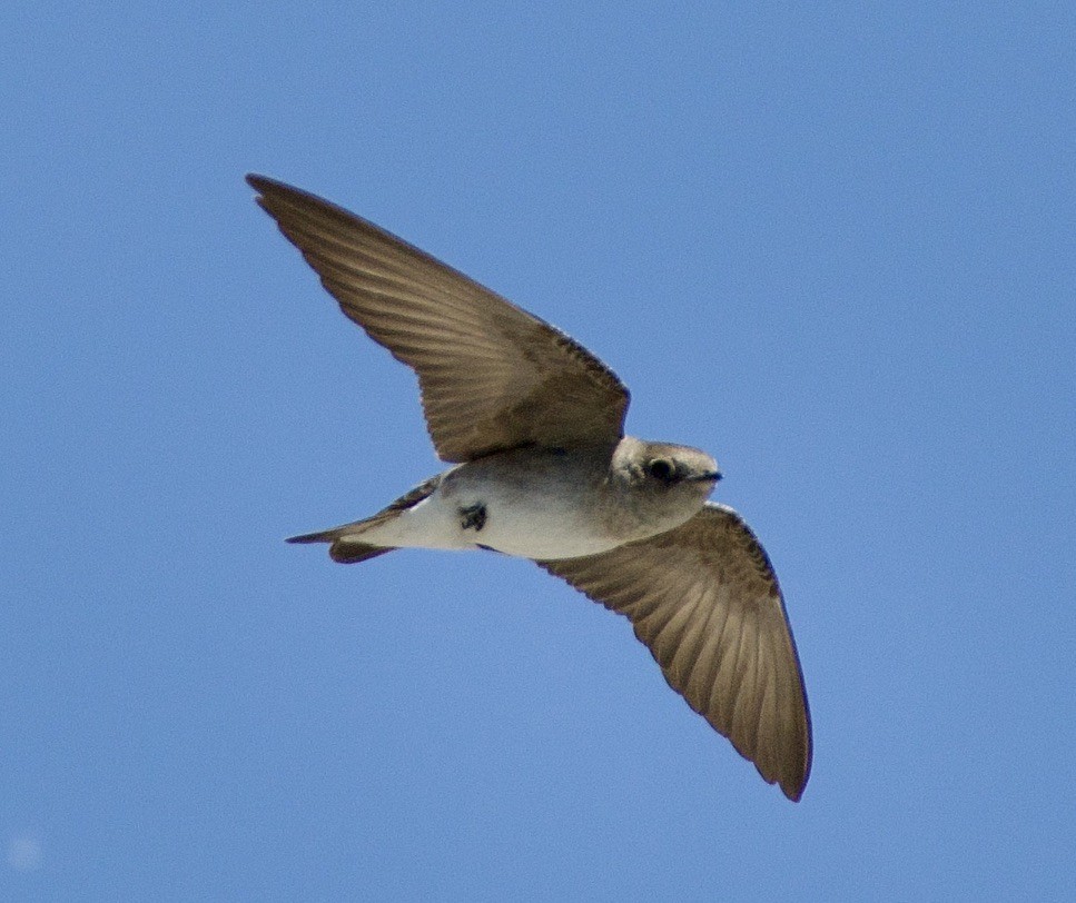 Northern Rough-winged Swallow - ML560038261