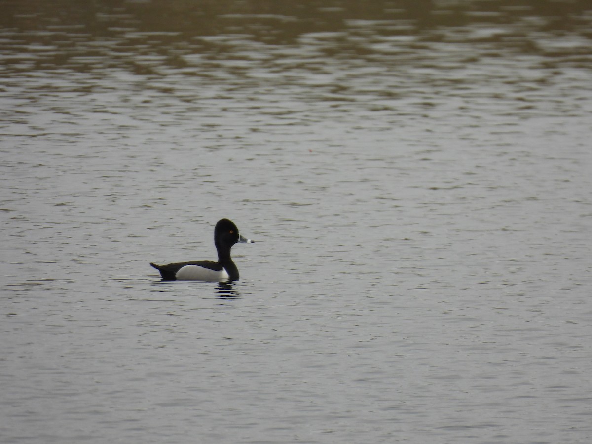 Ring-necked Duck - ML560038571