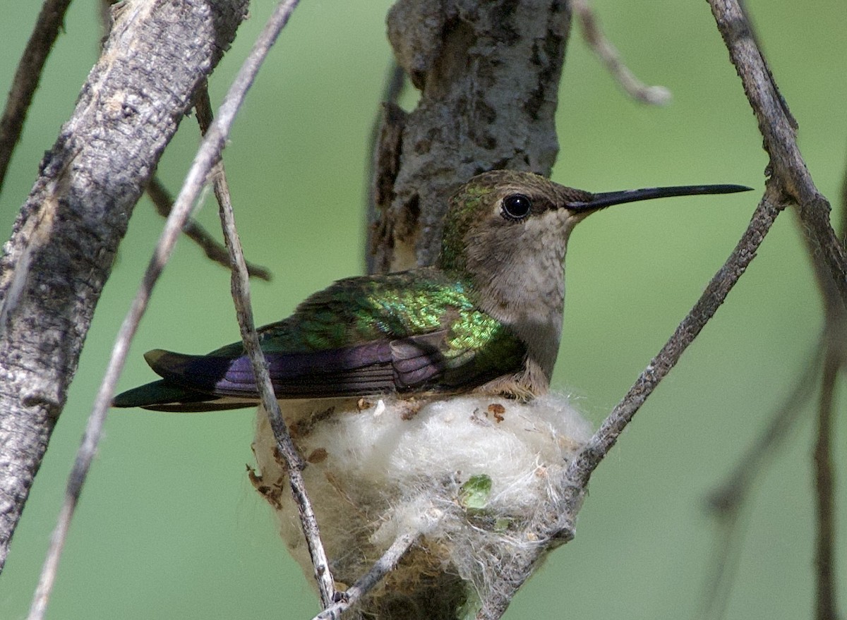 Black-chinned Hummingbird - ML560039261
