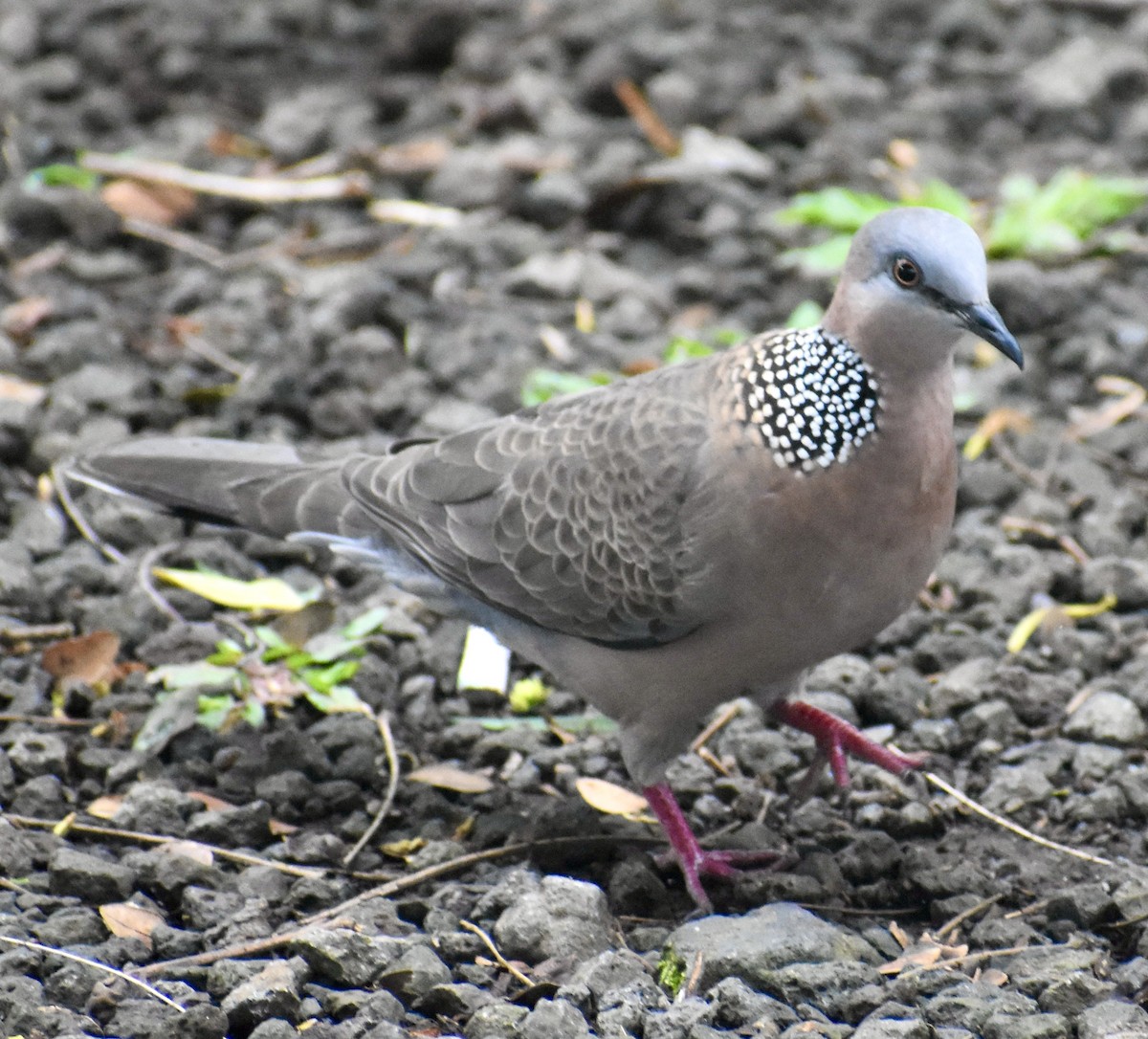 Spotted Dove - ML560043931