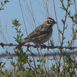 Lark Sparrow - William Flack