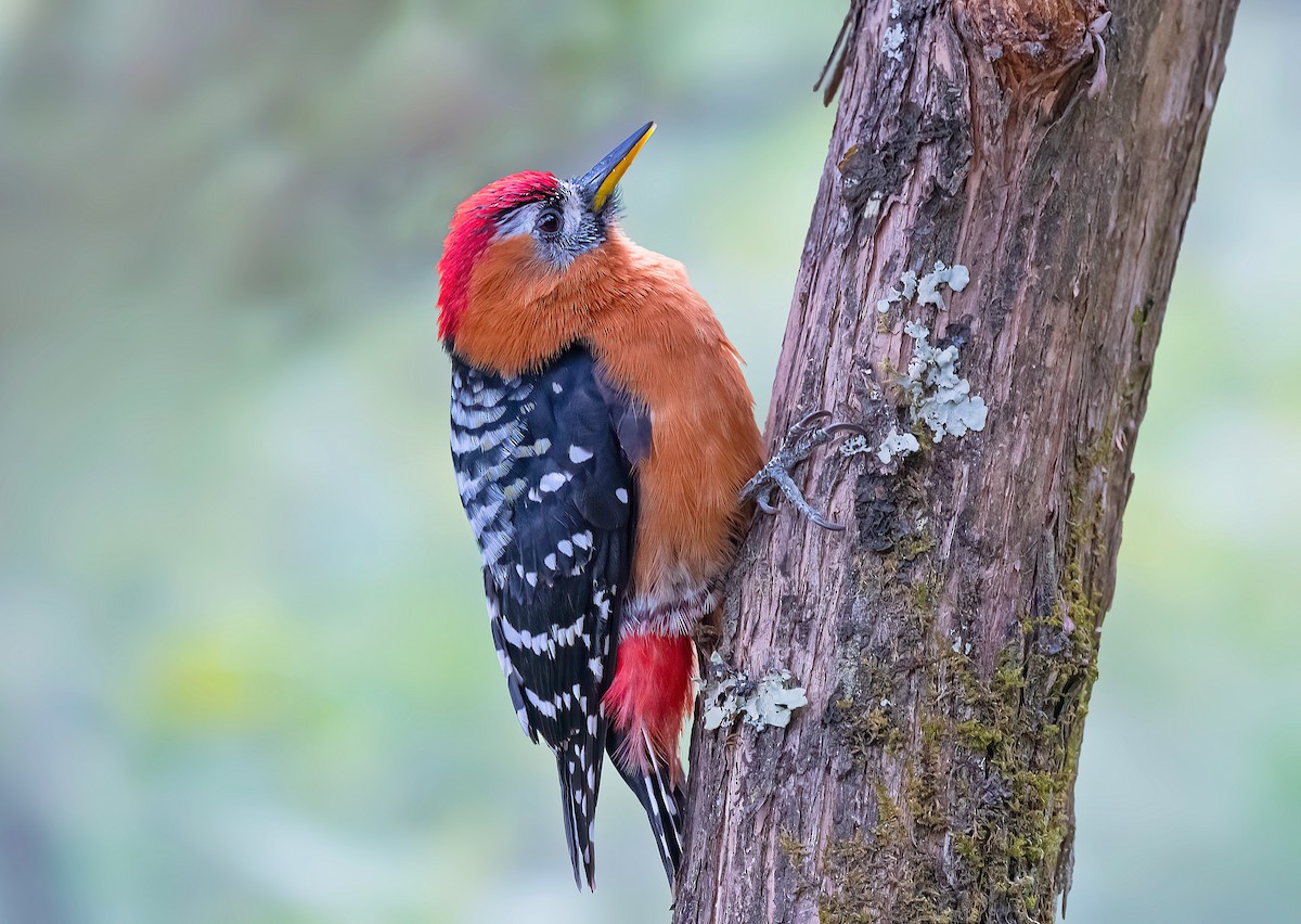Rufous-bellied Woodpecker - ML560051161