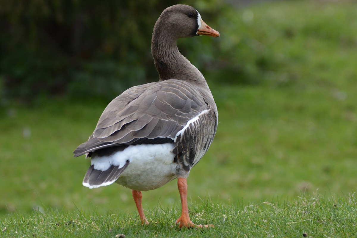 Greater White-fronted Goose - Richard Beardon