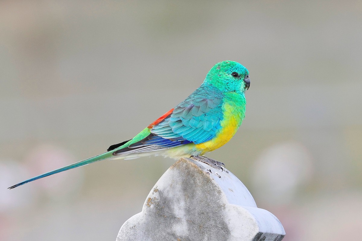 Red-rumped Parrot - ML560060081