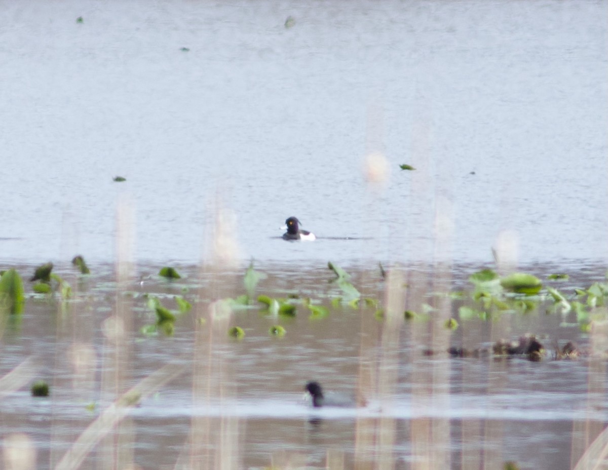 EBird Checklist - 19 Apr 2023 - Presque Isle SP (IBA) - 85 Species (+1 ...