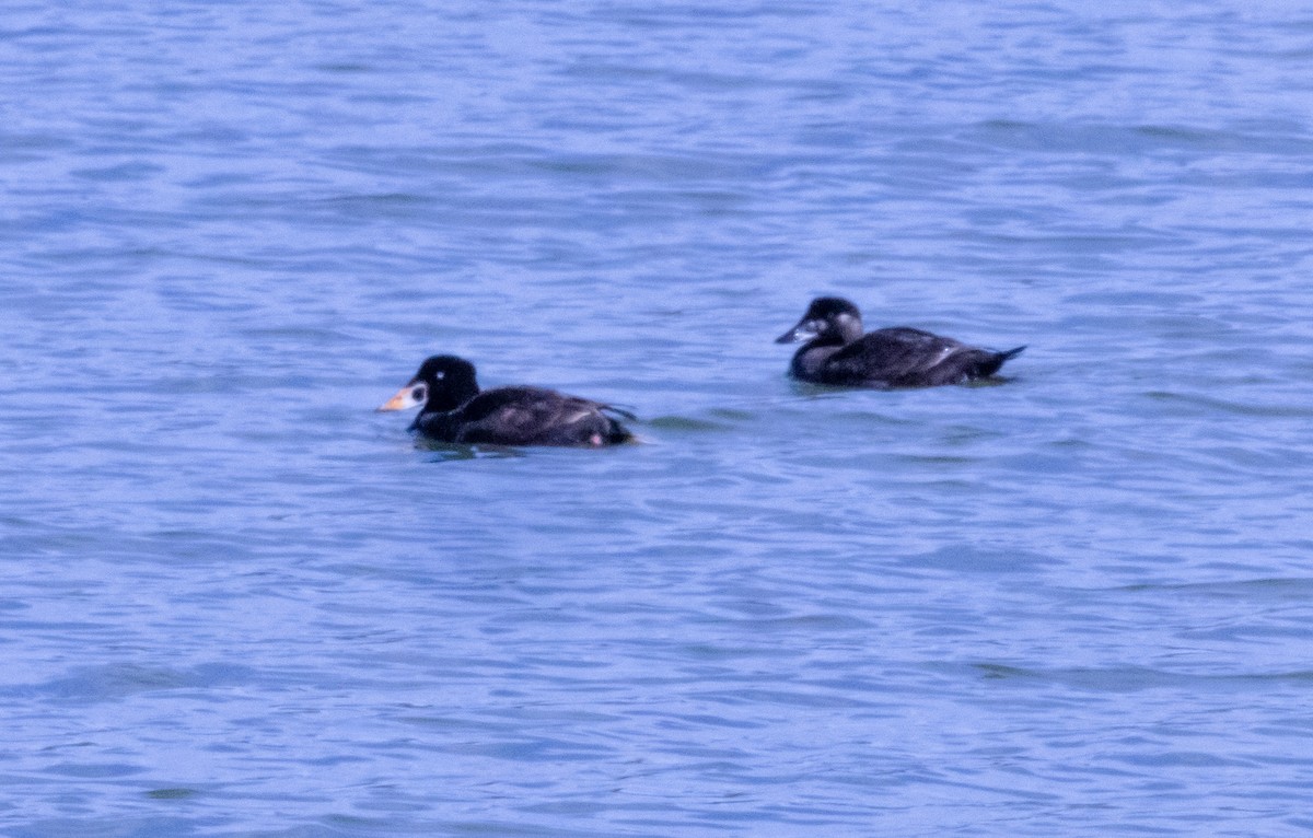 EBird Checklist 19 Apr 2023 Yellow Creek SP IBA 38 Species