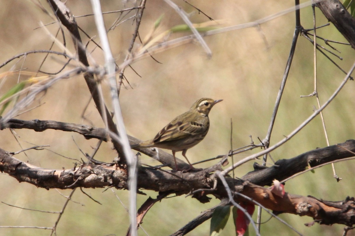 Olive-backed Pipit - ML56006891