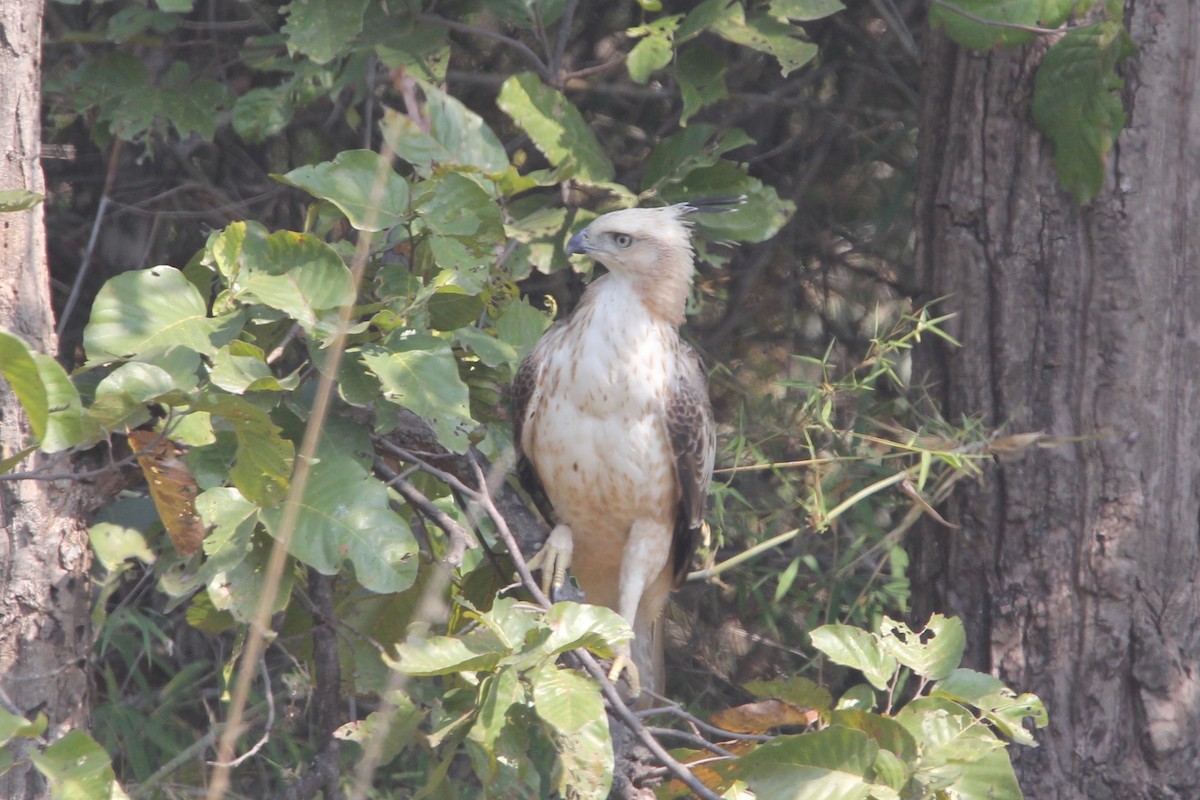 Changeable Hawk-Eagle (Crested) - ML56007081