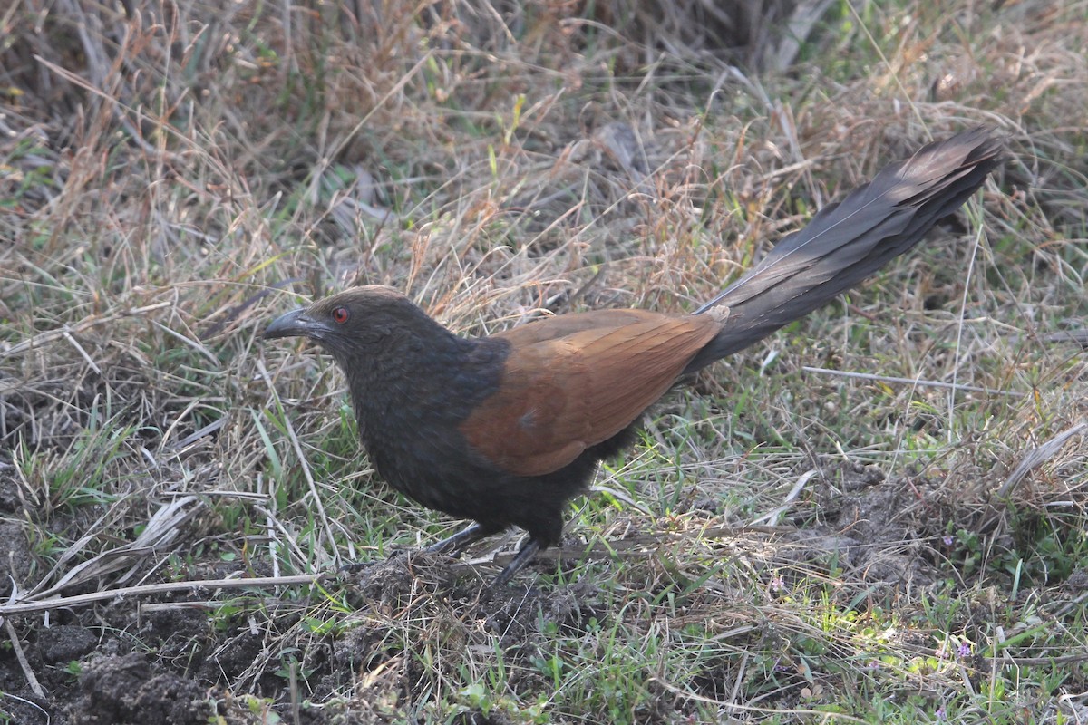 Greater Coucal - ML56007371