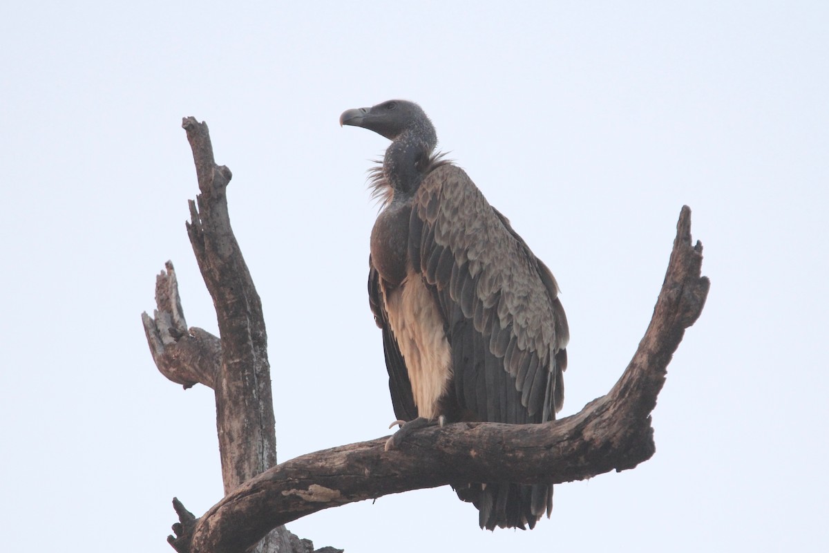 Indian Vulture - ML56007601