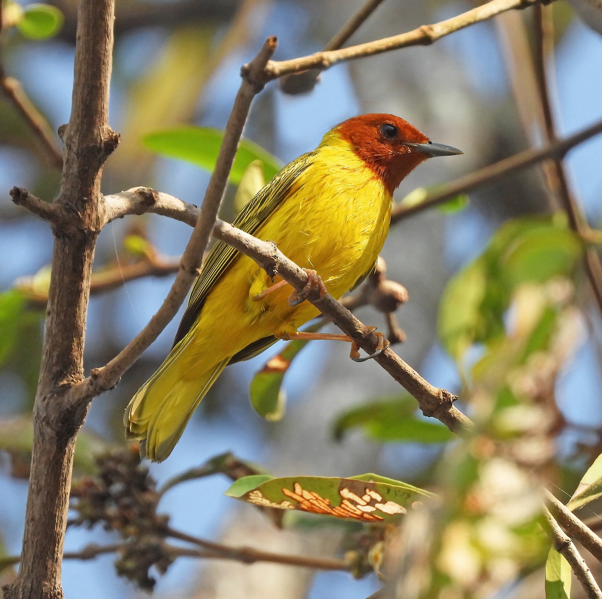 Yellow Warbler (Mangrove) - ML560078511