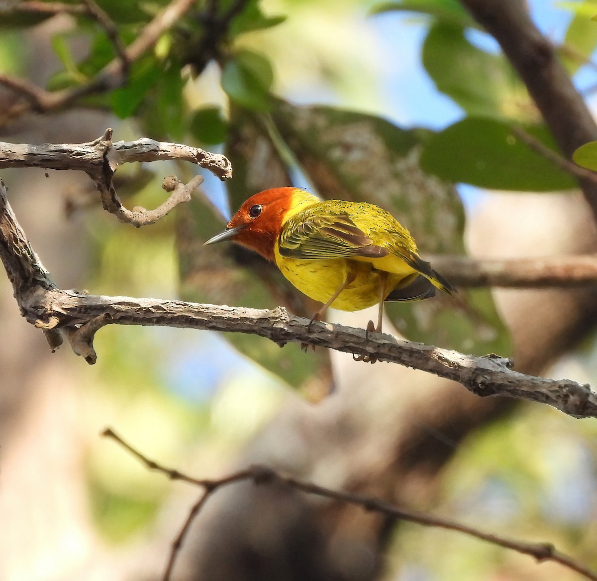 Yellow Warbler (Mangrove) - ML560078521