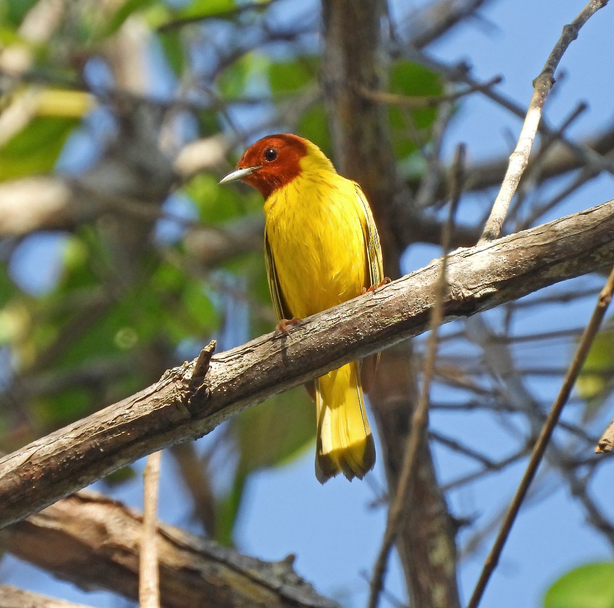 Yellow Warbler (Mangrove) - ML560078531