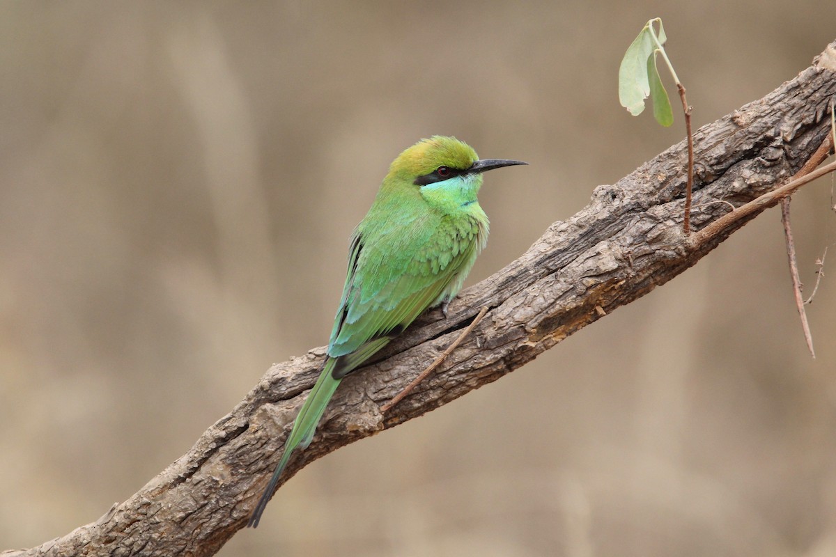 Asian Green Bee-eater - ML56008061