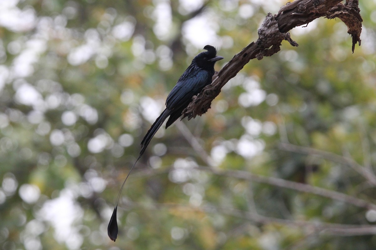 Greater Racket-tailed Drongo - ML56008111