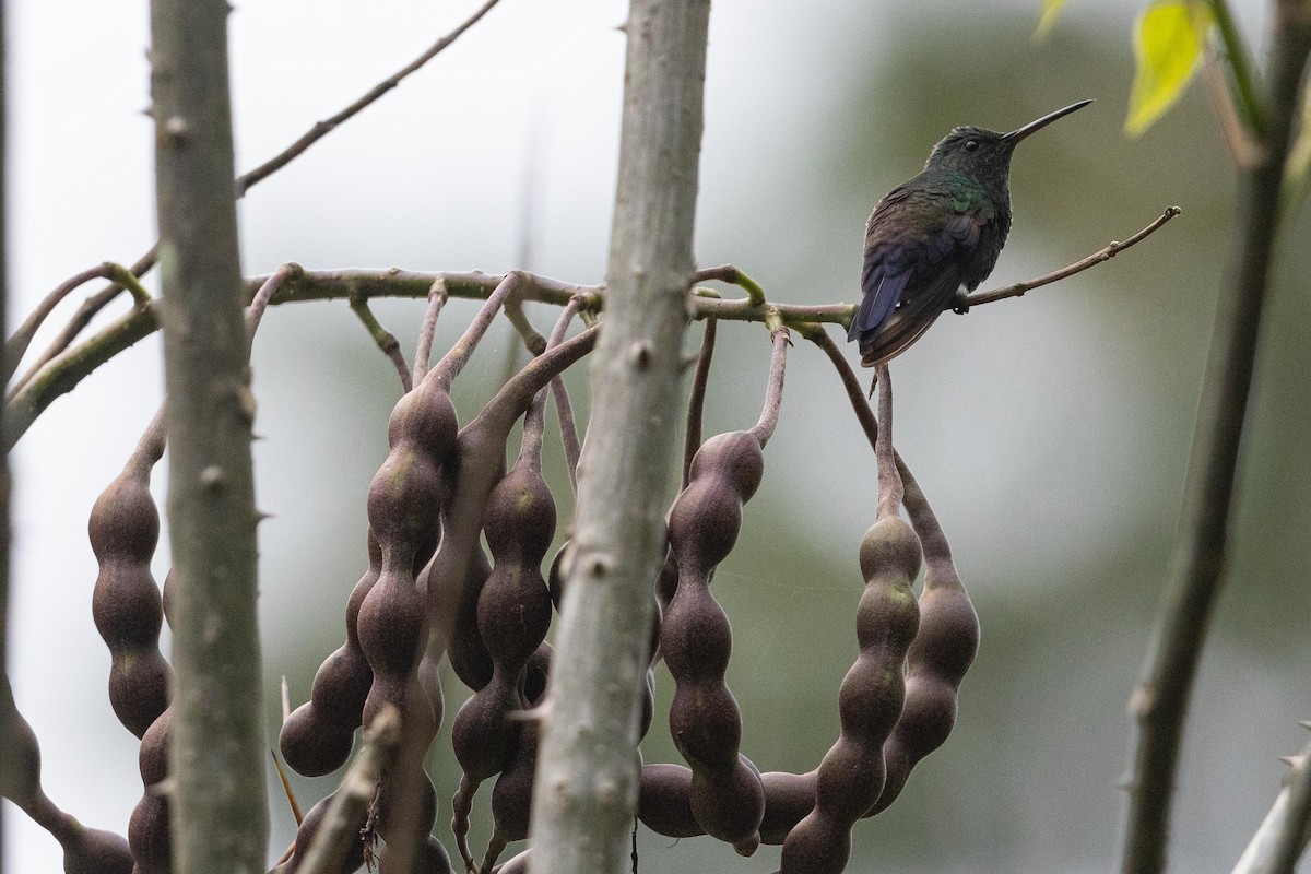 Blue-tailed Hummingbird - ML560082021
