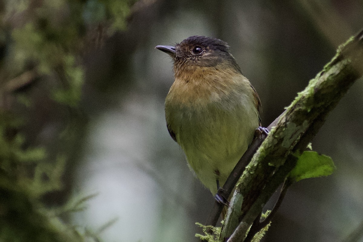 Rufous-breasted Flycatcher - ML560085261