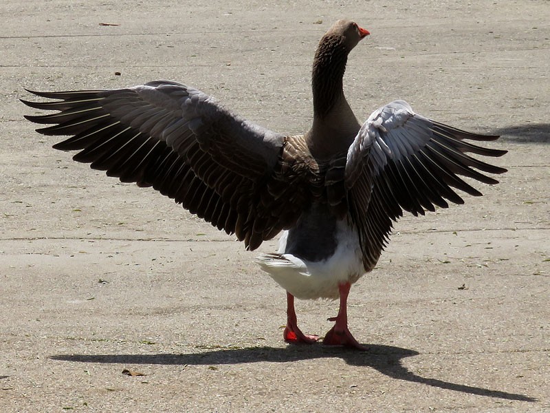 Graylag Goose (Domestic type) - ML56009431
