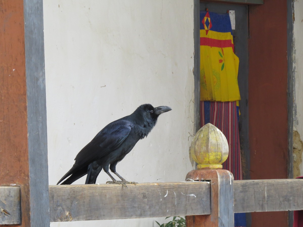Large-billed Crow - ML56009731