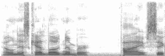 holub angaurský - ML5601