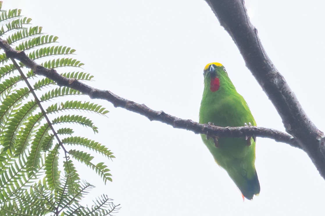 Papuan Hanging-Parrot - ML560102331