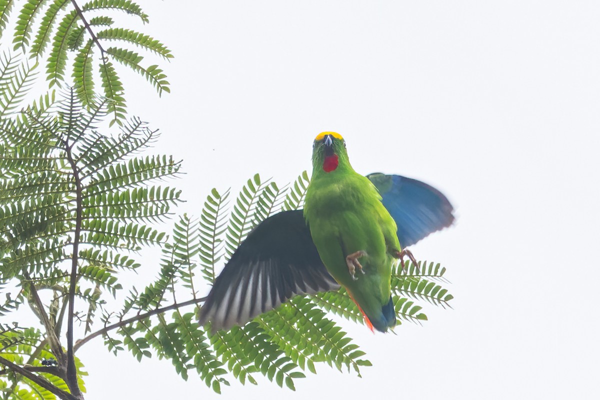 Papua Cennet Papağanı - ML560102431