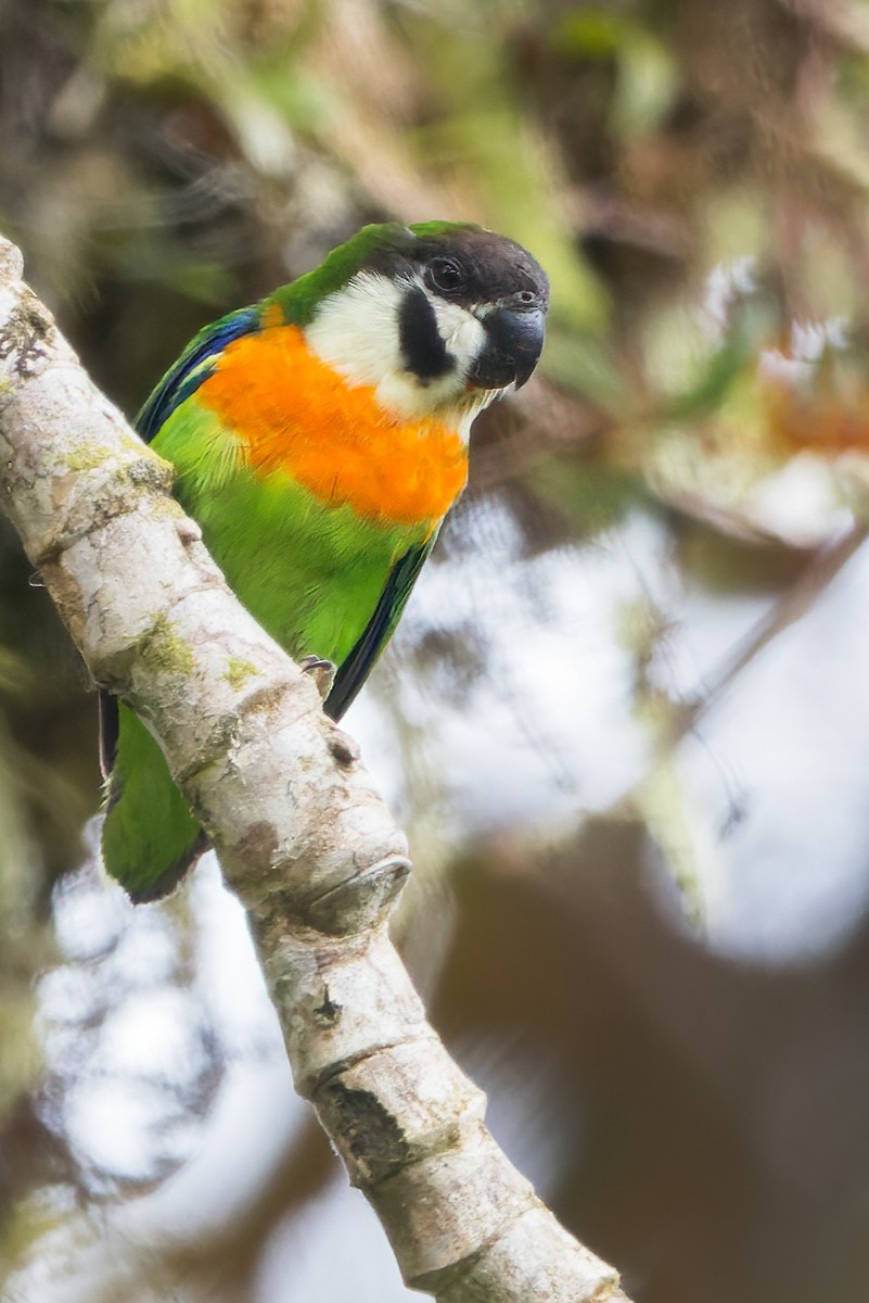 Dusky-cheeked Fig-Parrot - ML560104021