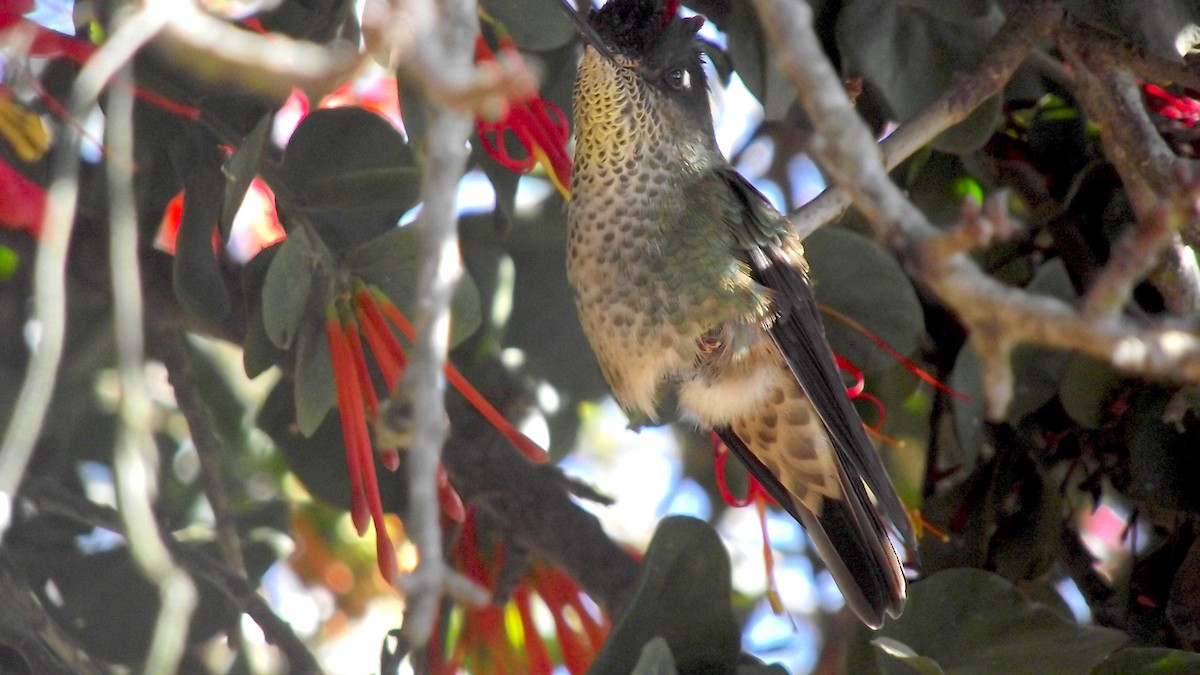 Green-backed Firecrown - ML560105511