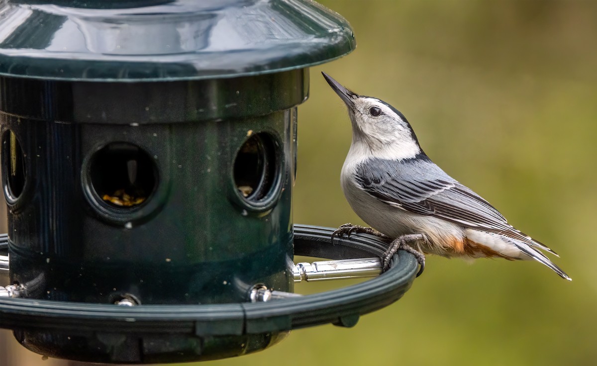 White-breasted Nuthatch - ML560106801