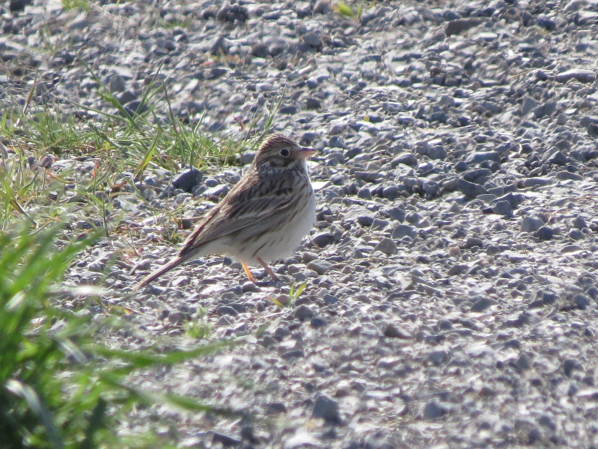 Vesper Sparrow - ML560107411