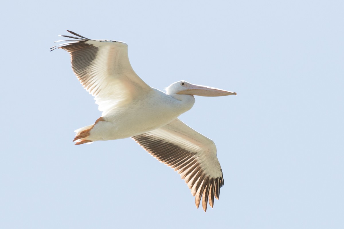 American White Pelican - ML56011641