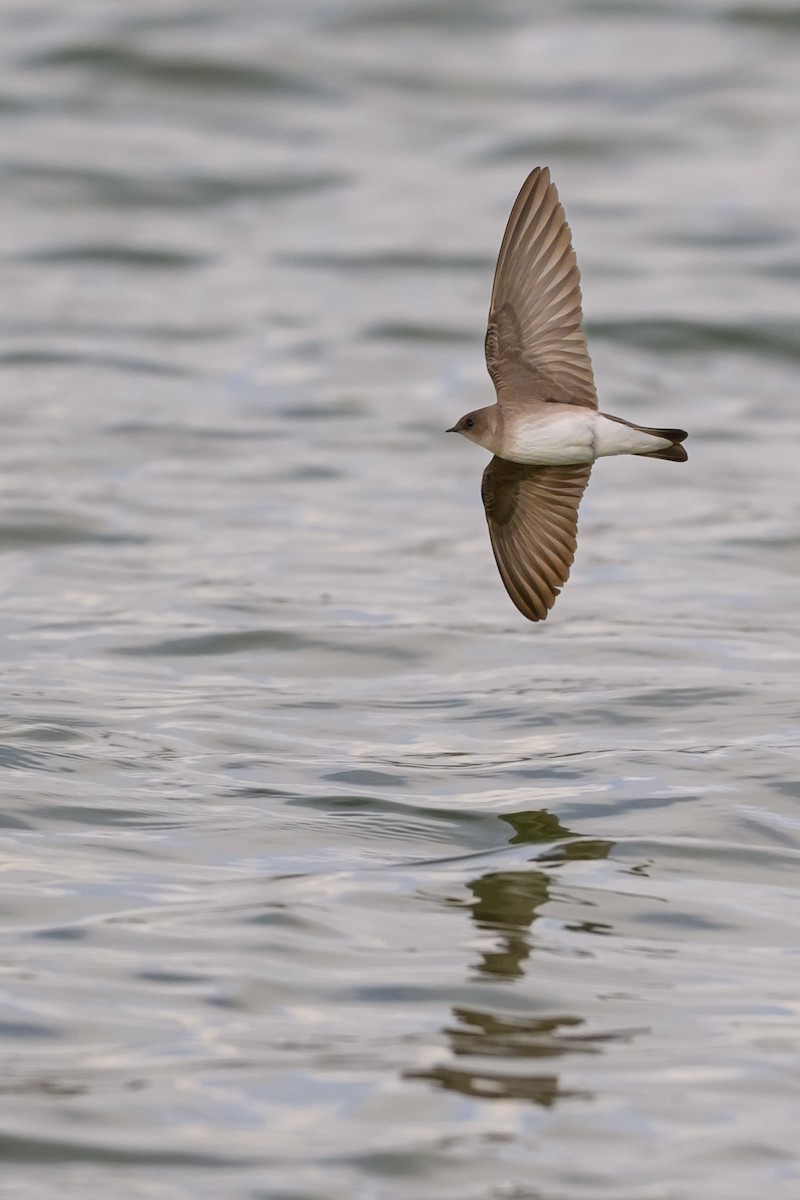 Northern Rough-winged Swallow - ML560118651