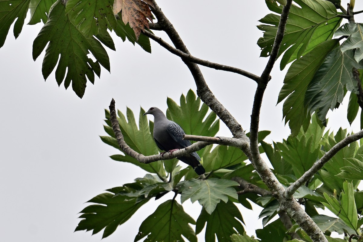 Pinon's Imperial-Pigeon - ML560123661